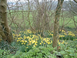 daffodils in woods